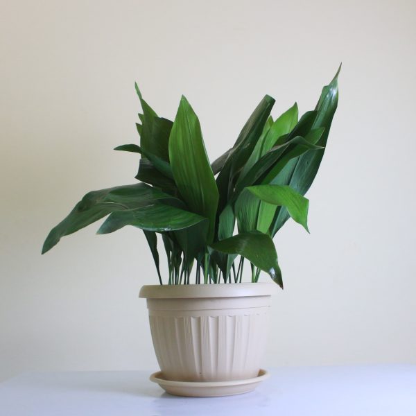 Cast Iron Plant