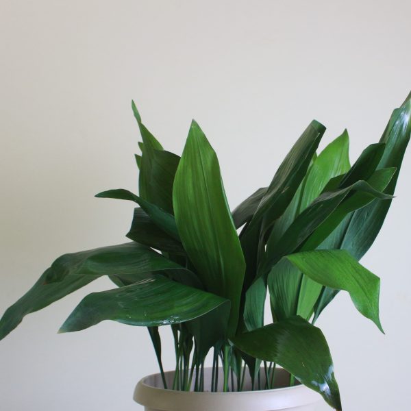 Cast Iron Plant