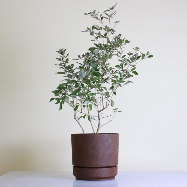 Chaste Tree
