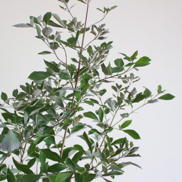 Chaste Tree