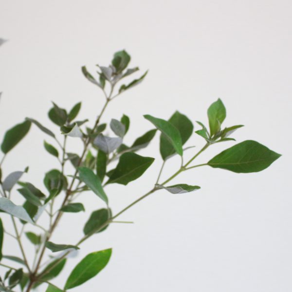 Chaste Tree