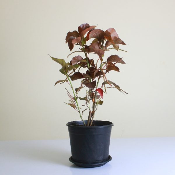 Copperleaf