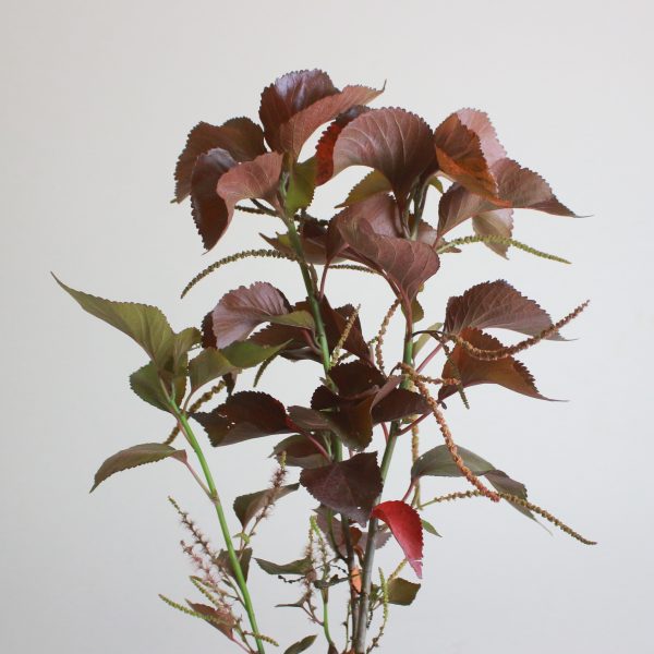 Copperleaf