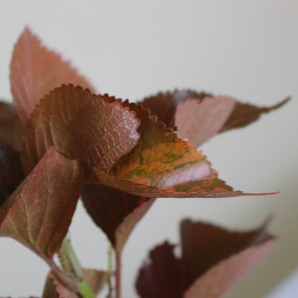 Copperleaf