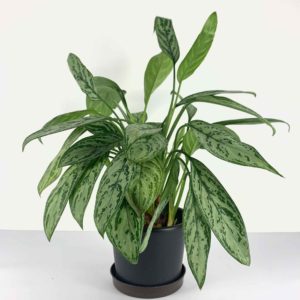 Chinese evergreen front