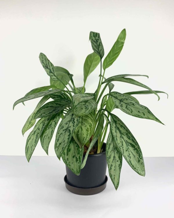 Chinese evergreen front