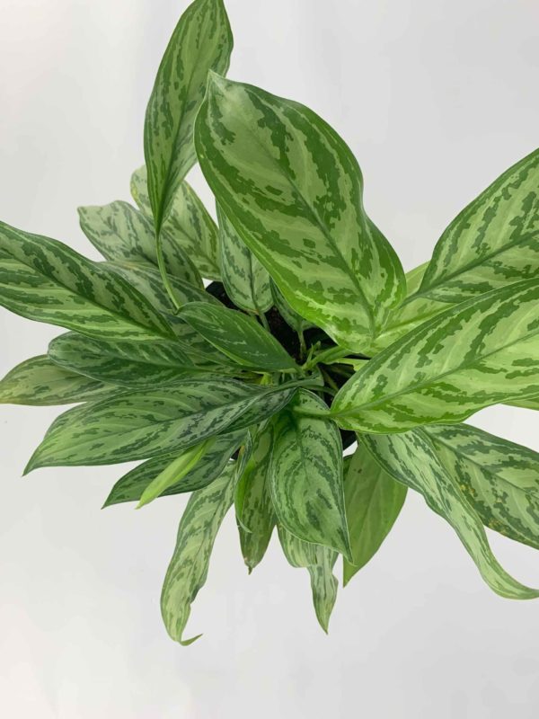 Chinese evergreen top
