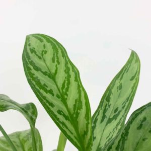 Chinese evergreen detail