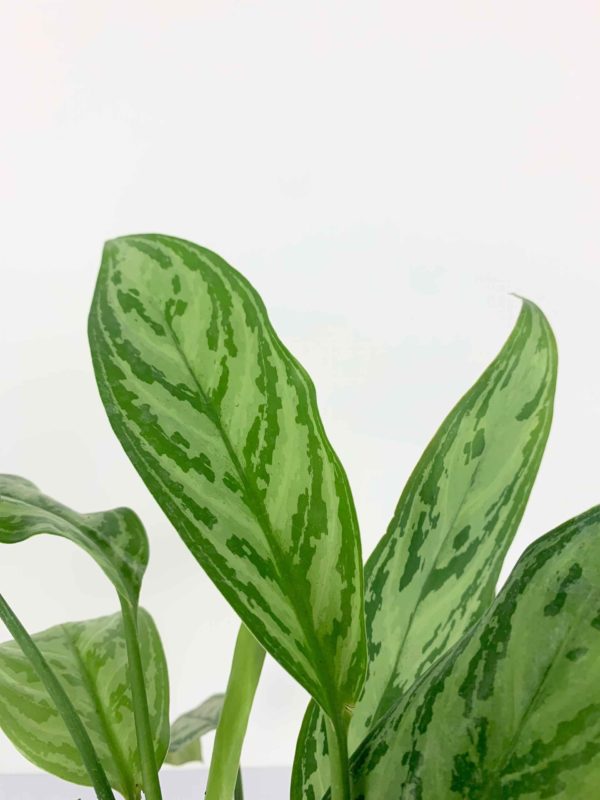 Chinese evergreen detail