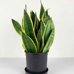 Snake plant pot 16cm