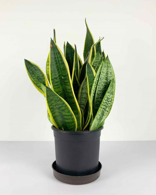 Snake plant pot 16cm