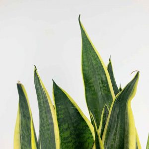 Snake plant detail