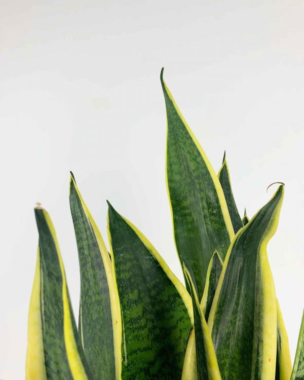 Snake plant detail