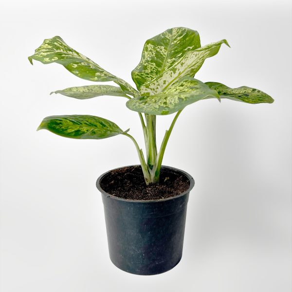Spotted Dumb Cane