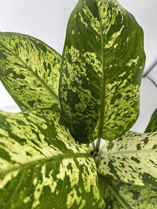 Spotted Dumb Cane