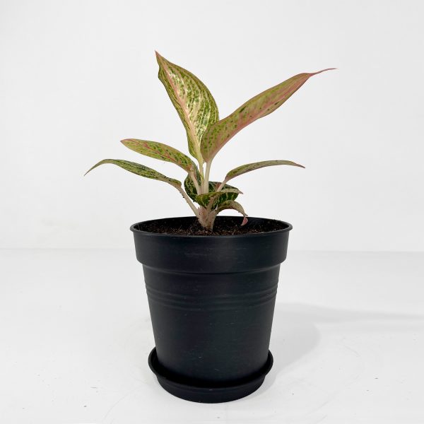 Pink Dalmatian Aglaonema