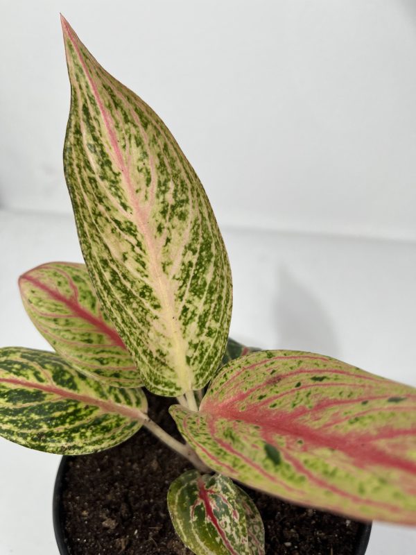 Pink Dalmatian Aglaonema