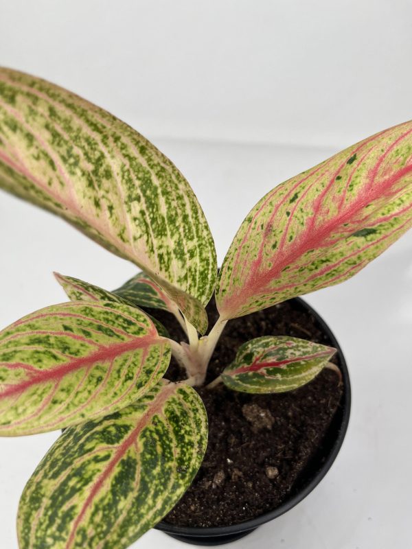 Pink Dalmatian Aglaonema