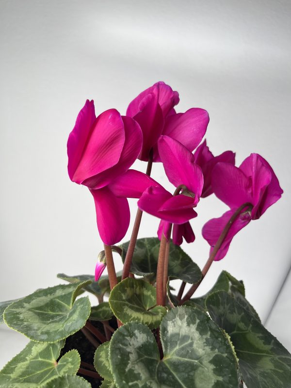 Florist's Cyclamen