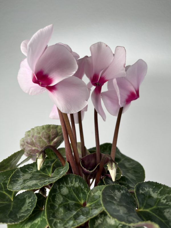 Florist's Cyclamen