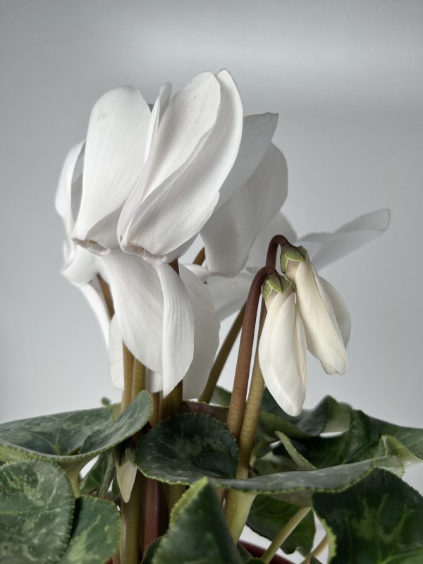 Florist's Cyclamen