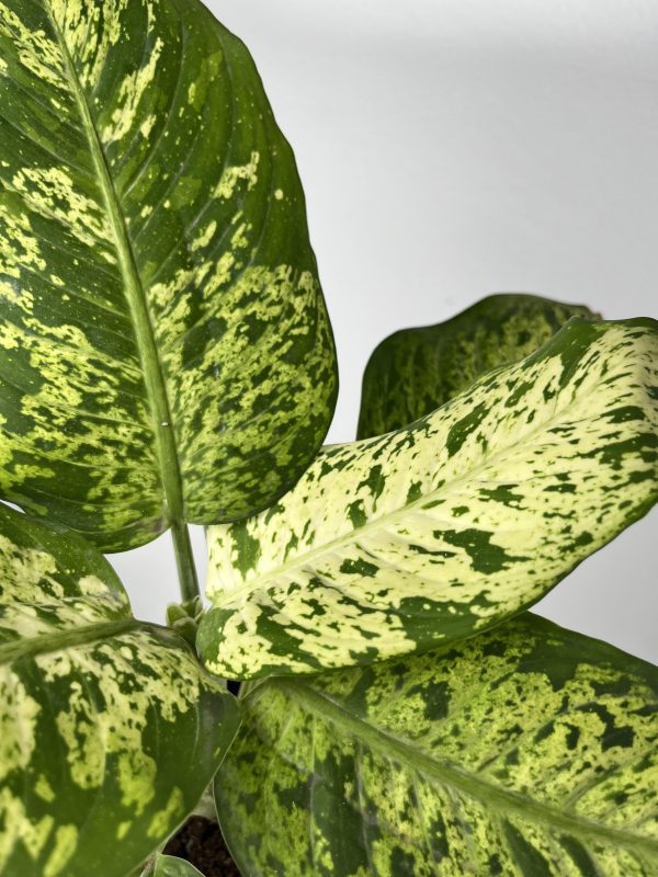 Spotted Dumb Cane