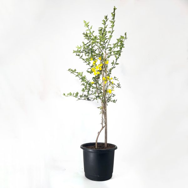 Primrose Jasmine