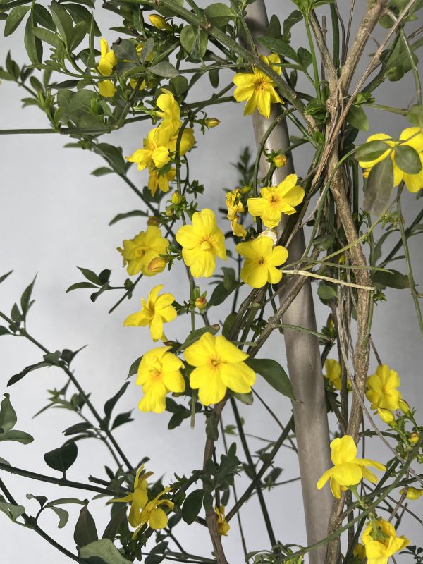 Primrose Jasmine