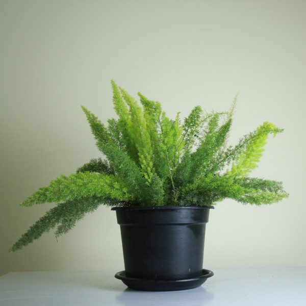 Foxtail Fern