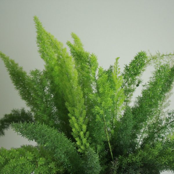 Foxtail Fern