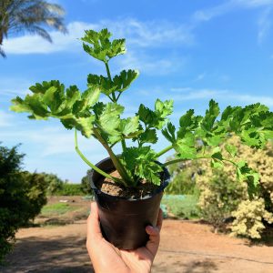 Celery