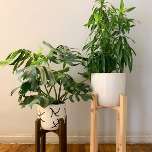 Two stands with plants