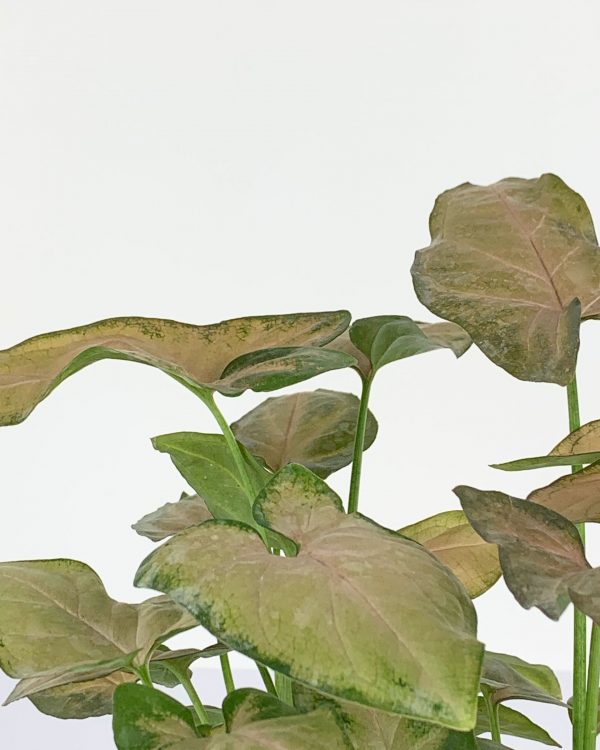 Pink syngonium detail