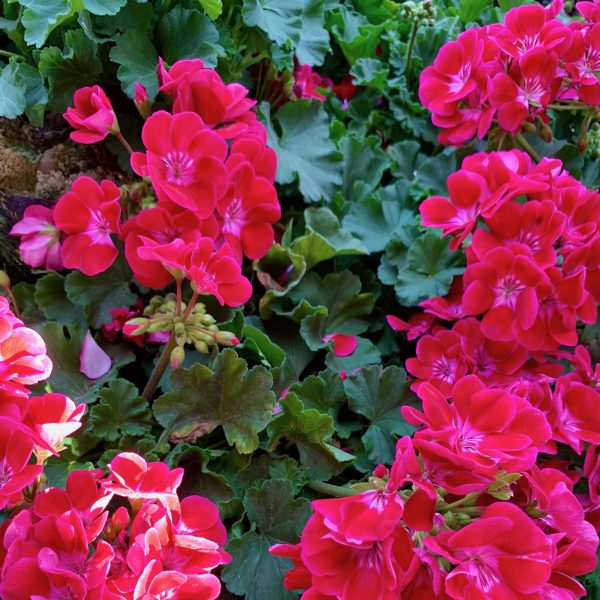 Red geraniums