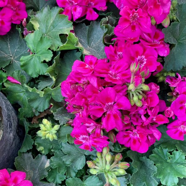 Pink geraniums