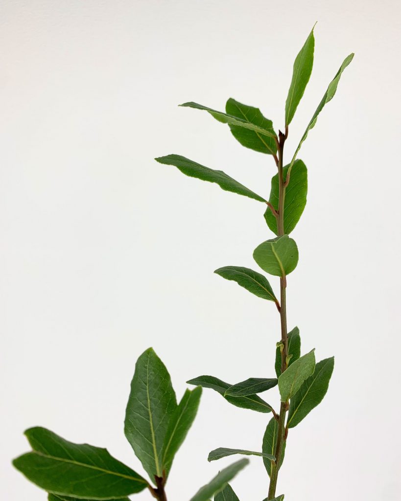 الغار - مشتل