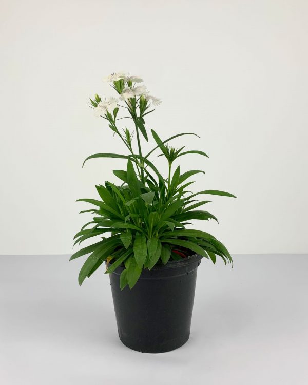 Sweet William