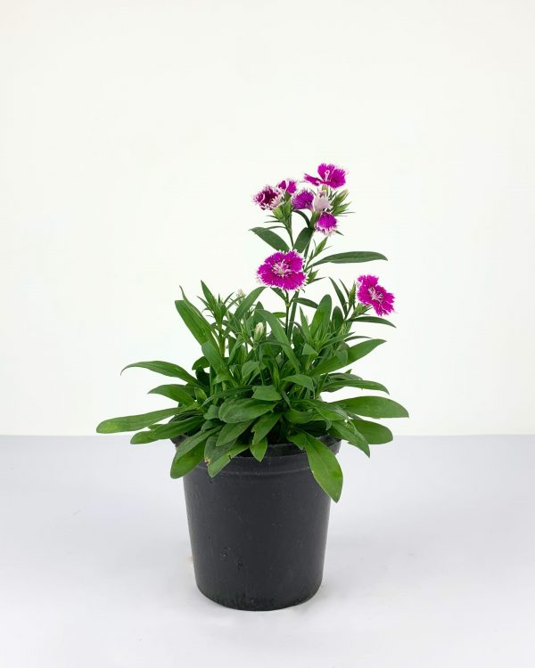 Sweet William