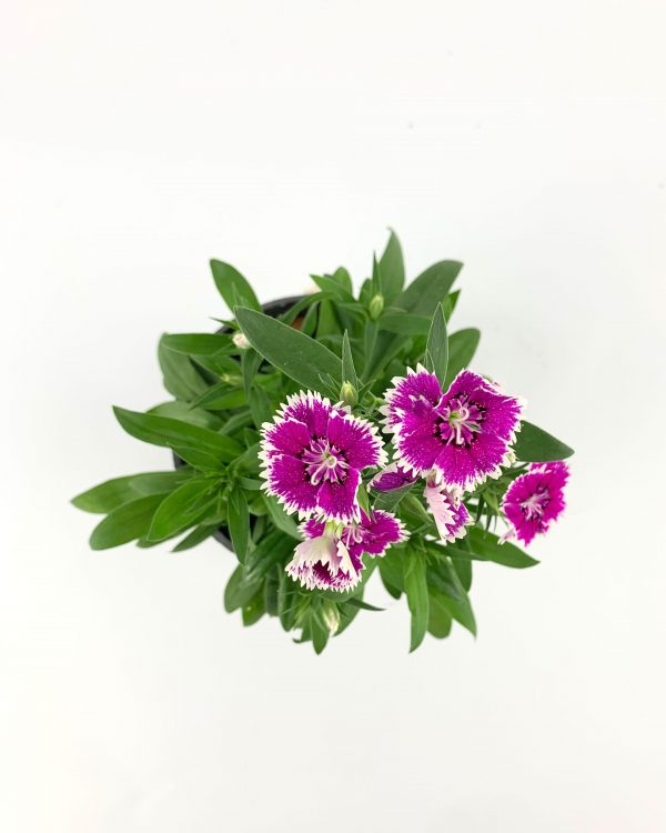 Sweet William