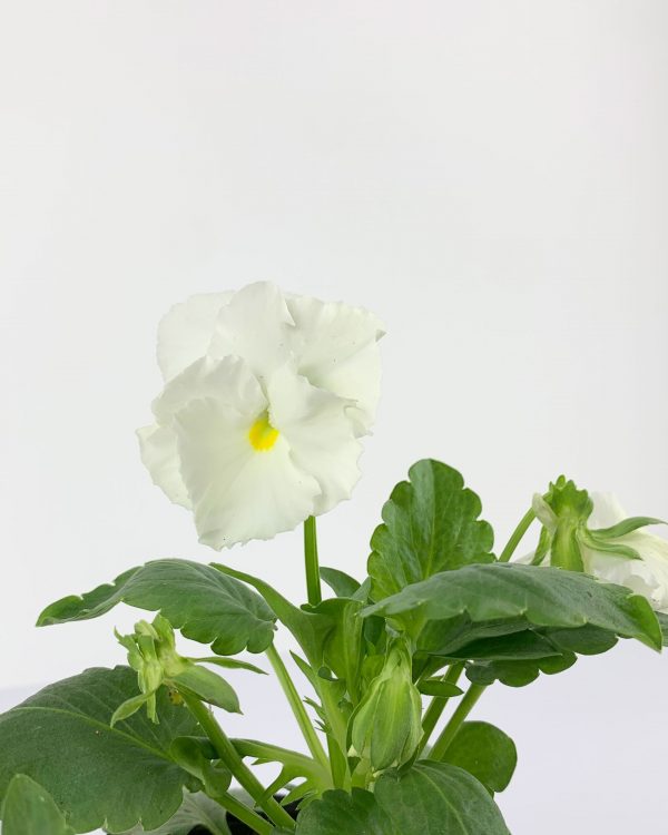 Viola white detail