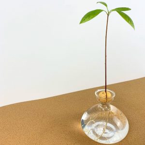 Avo vase 3