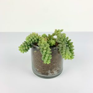 cylinder-glass-pot with plant