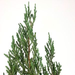 Christmas bonsai detail