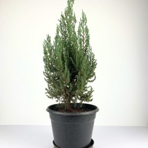 Christmas bonsai front
