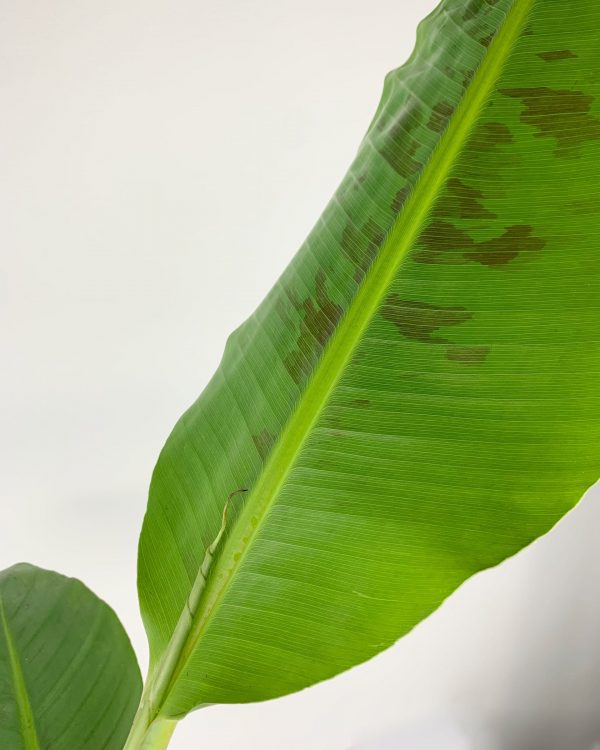 Dwarf Banana detail