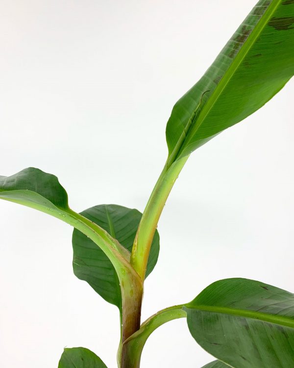 Dwarf Banana side