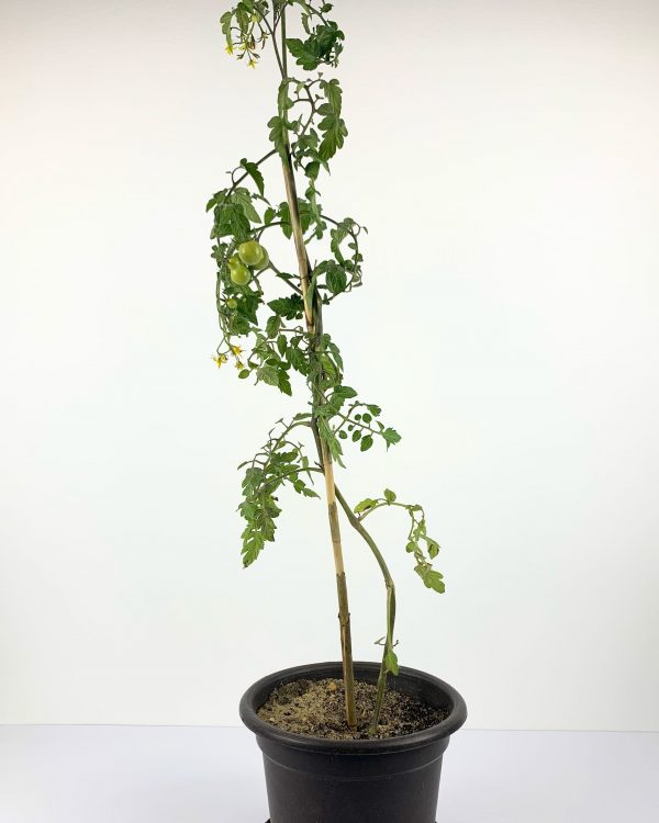Cherry tomatoes front