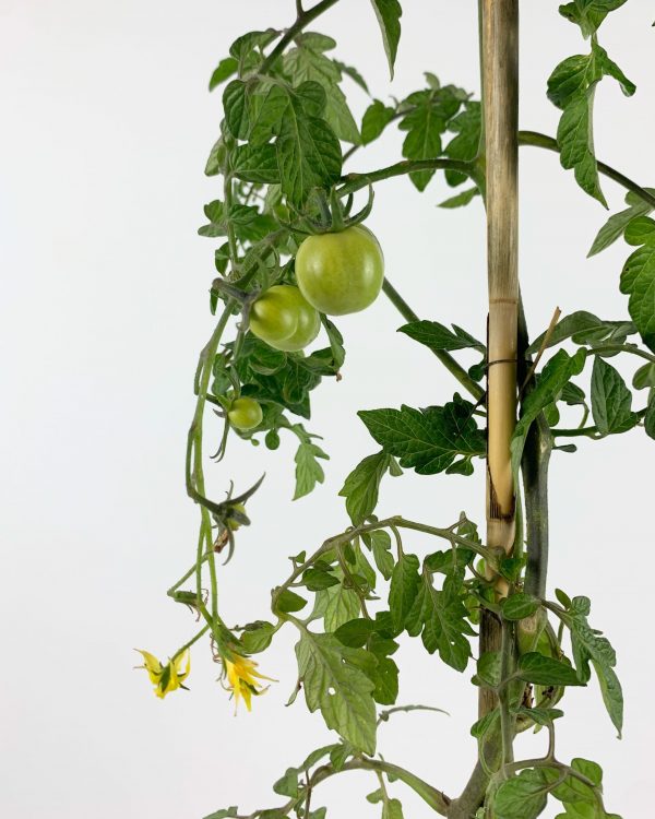 Cherry tomatoes detail