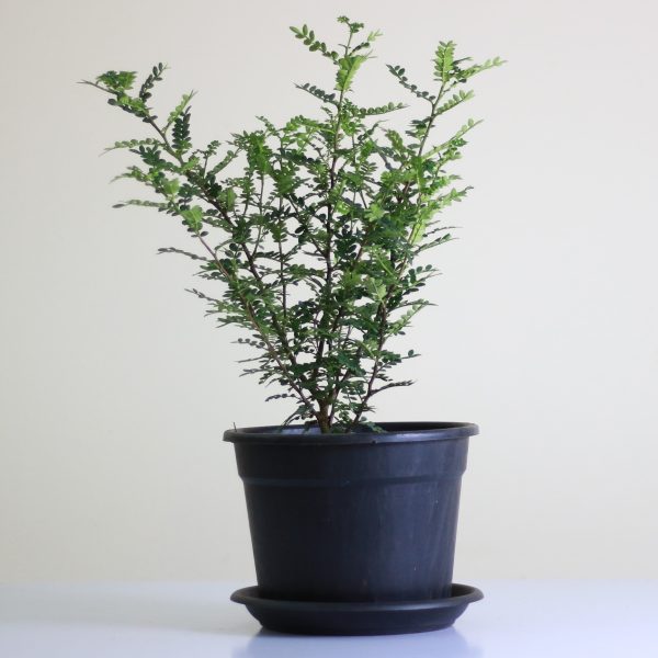 Lime Prickly Ash