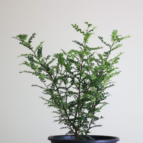 Lime Prickly Ash